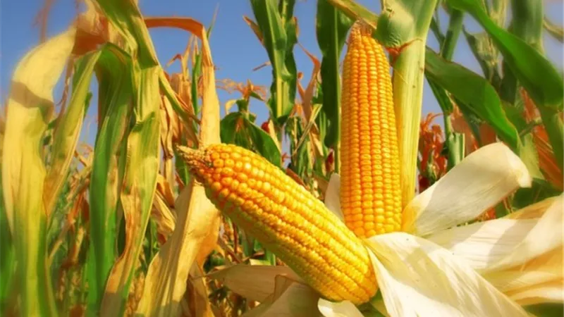 تراجع سعر طن الذرة الصفراء في الأسواق محليا وعالميا