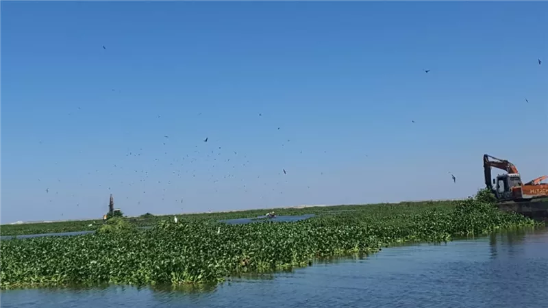 بشائر الخير تتوالى على بحيرة المنزله بالدقهلية