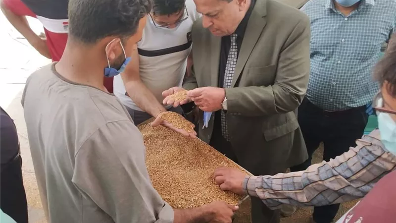 شون وصوامع المنيا تستقبل 373 ألف طن من محصول القمح