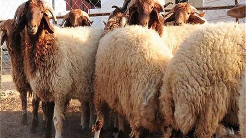 فى ظل معاناة غلاء الاسعار _ايهما افضل تعيين اضحية ام التصدق بقيمت