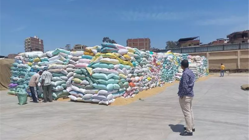 توريد محصول القمح تخطي ١٦٦ألف بكفر الشيخ