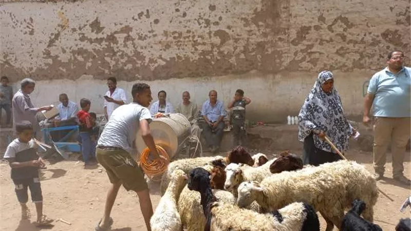 مناظرة 1455 رأس ماشيه في قافلتين بيطريتين بالوقف ودشنا