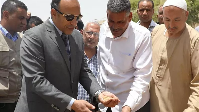 توريد 337 ألف طن قمح بشون وصوامع المنيا..صور
