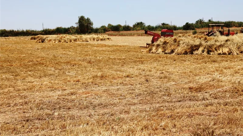 محافظ أسوان : توريد الأقماح بنسبة تخطت 118.9 % لصوامع والشون