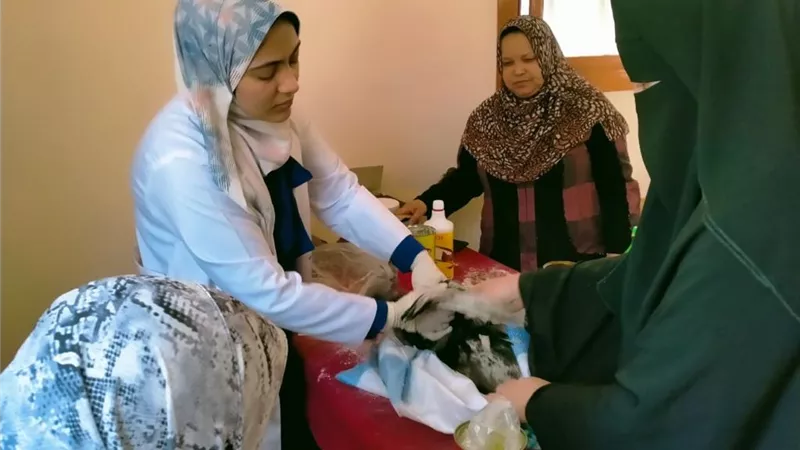 قافلة بيطرية لجامعة كفر الشيخ والطب البيطري ضمن مبادرة حياة كريمة