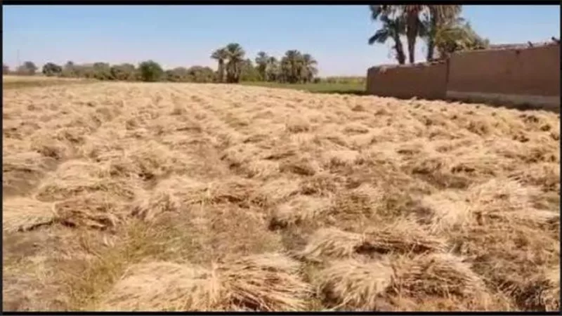 إستلام ١٤ ألف طن قمح بشون وبناكر الأقصر حتى اليوم