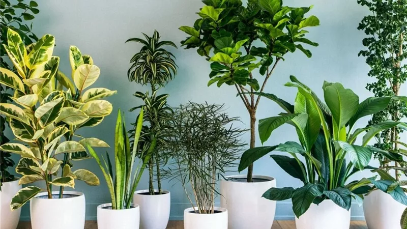 4 مكونات منزلية تساعد النباتات على الازدهار