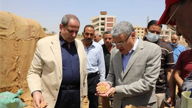 توريد 372 ألف طن قمح بالشون والصوامع الحكومية بمراكز المنيا