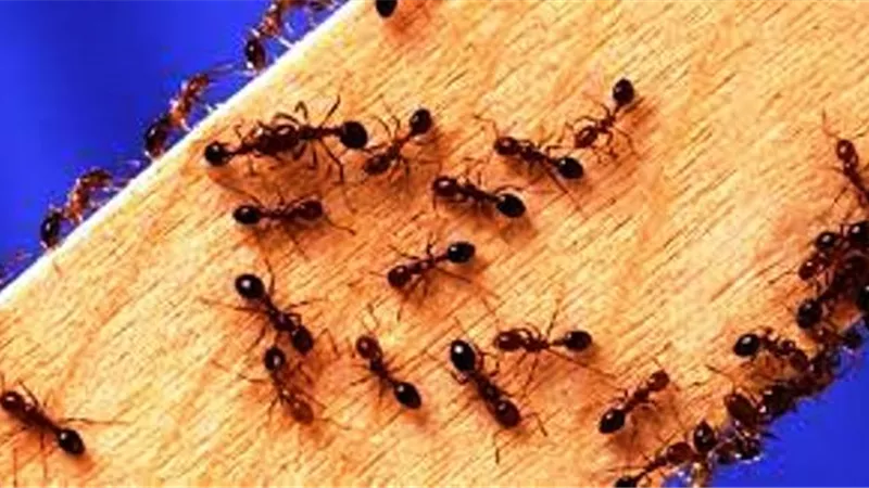 قتل ومسح النمل من طاولة الأكل..ما حكمه؟