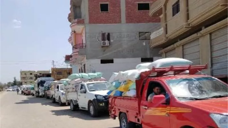 توريد 544 ألف طن من القمح لصوامع الشرقية