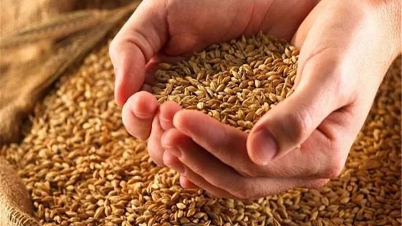 التموين تتعاقد علي ١٢٠ الف طن قمح روسي وروماني
