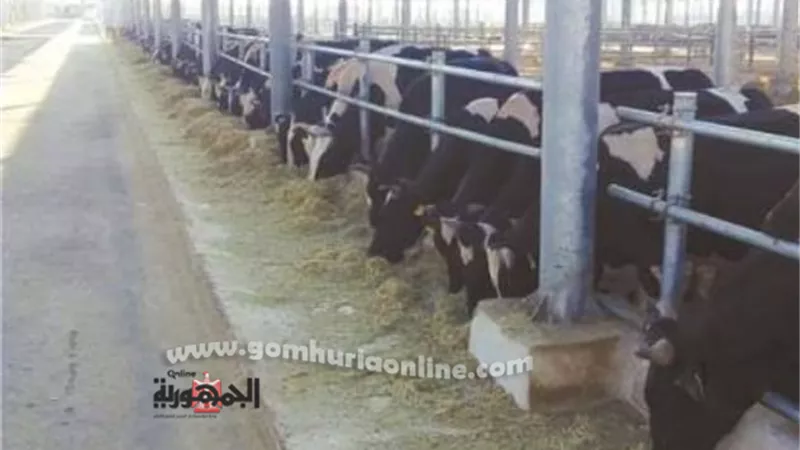 الإنتهاء من إجراءات ترخيص ١٥٠ مشروع زراعى وحيوانى وتجاري بالوادى الجديد