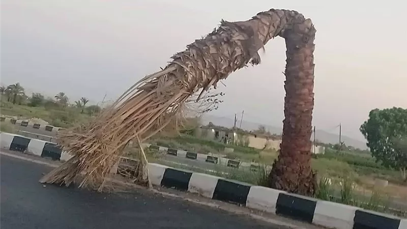 جفاف أشجار النخيل على الطريق السياحى غرب الأقصر