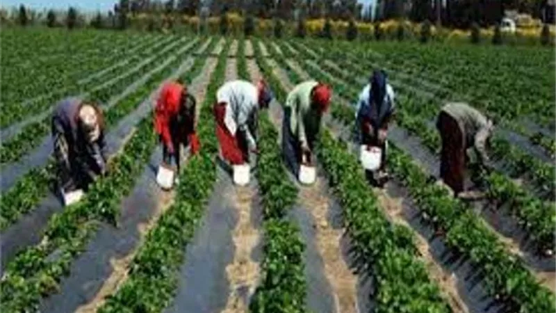 12 توصية للمؤتمر الوطنى الأول لدعم صغار المزارعين