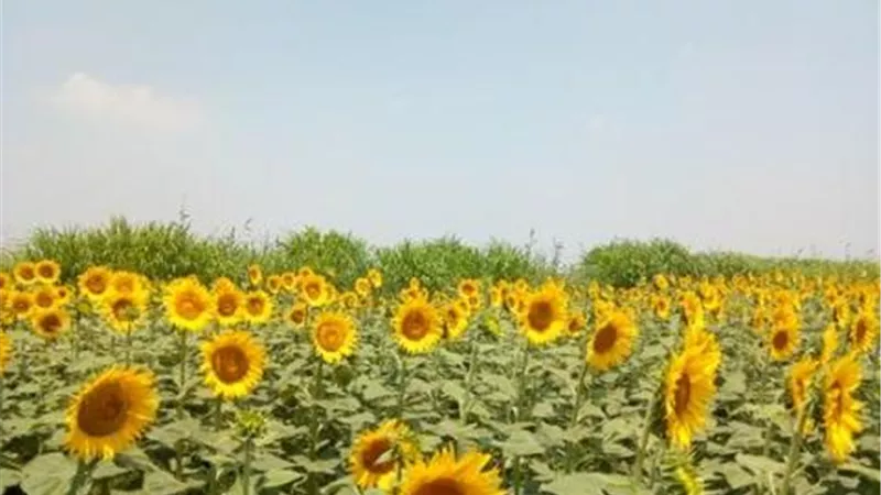 محصول عباد الشمس زراعة استراتيجية ناجحة في الإسماعيلية ..صور