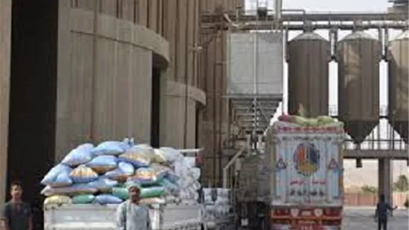 استمرار توريد القمح بصومعة المراشدة بالوقف