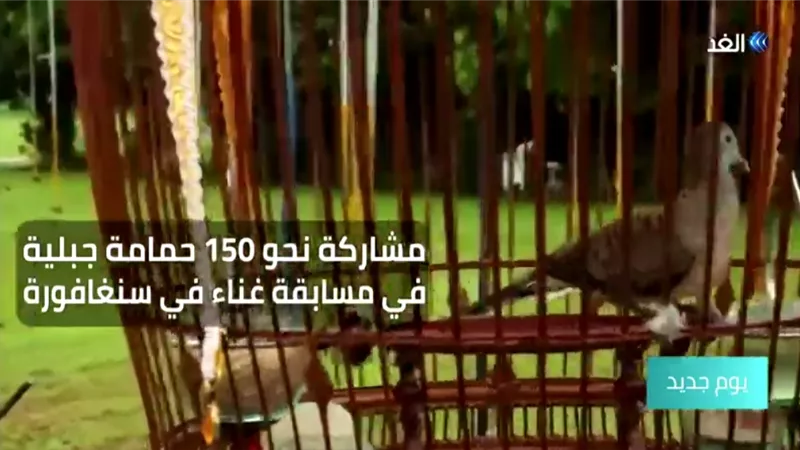 شاهد ... مسابقة غناء للطيور في سنغافورة