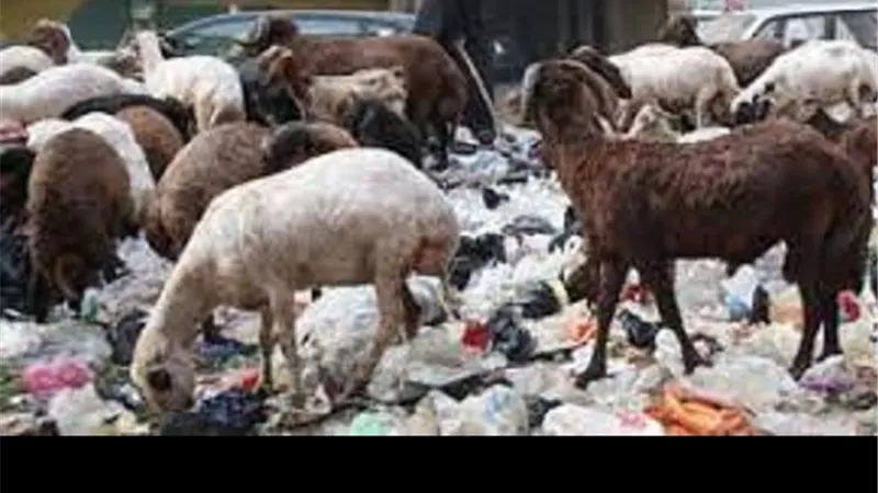 شروط يجب الالتزام بها فى اضحية الجلالة