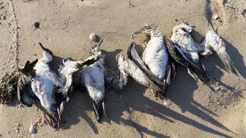 نفوق أكثر من 3500 طائر بحري في تشيلي منذ 26 مايو