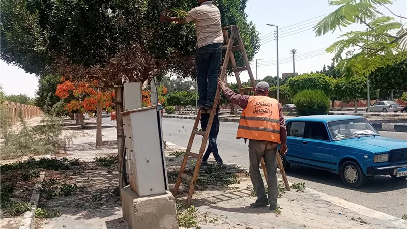 زراعة أشجار مثمرة بطريق الجامعة القديمة في الإسماعيلية