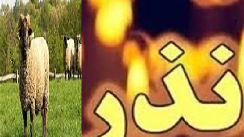 تعرف على علة عدم الجمع بين الاضحية والنذر