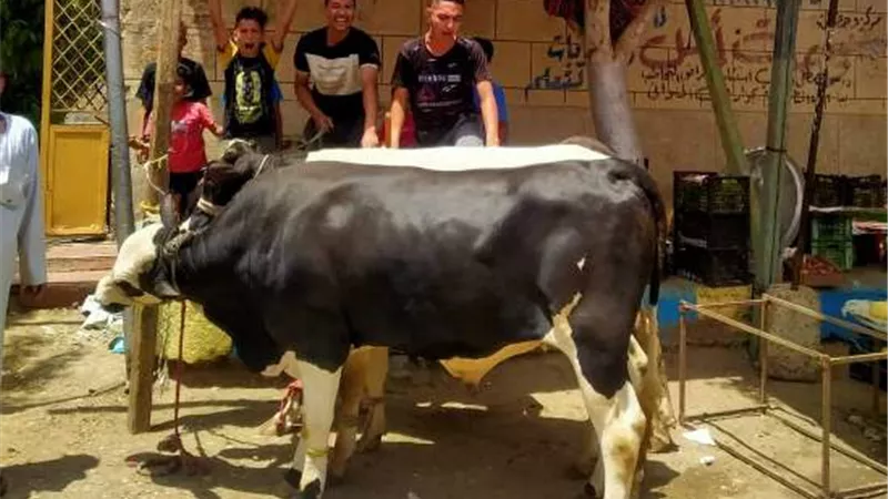 لحوم بلديه ب ٢٧٠ جنيها فى ببا
