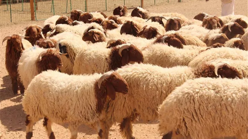 شعبة القصابين تكشف أسعار خراف العيد.. فيديو