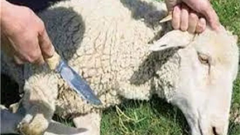 قطع الحبل الشوكى طريقة لركوع الاضحية قبل الذبح فما صحته