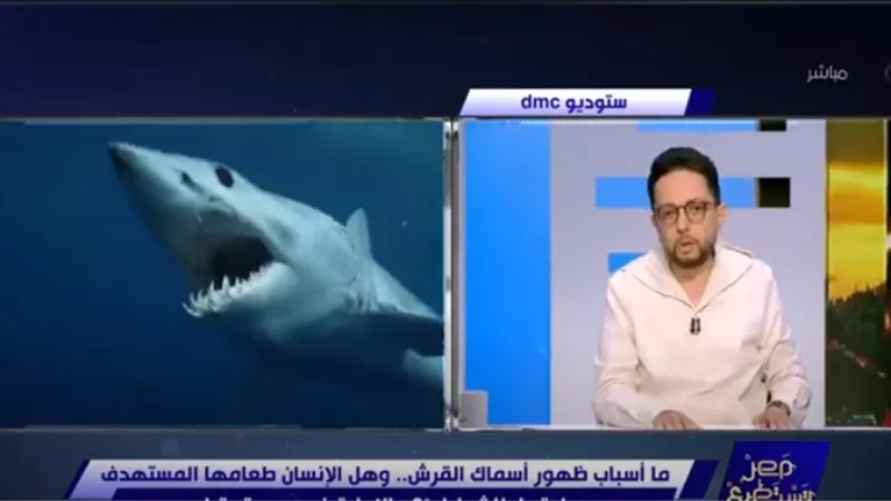 فايق: يوجد 300 نوع من أسماك القرش منهم 10 فقط تهاجم البشر
