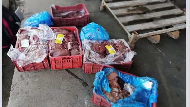تكثيف حملات ادارة الطب البيطري بالاسكندرية