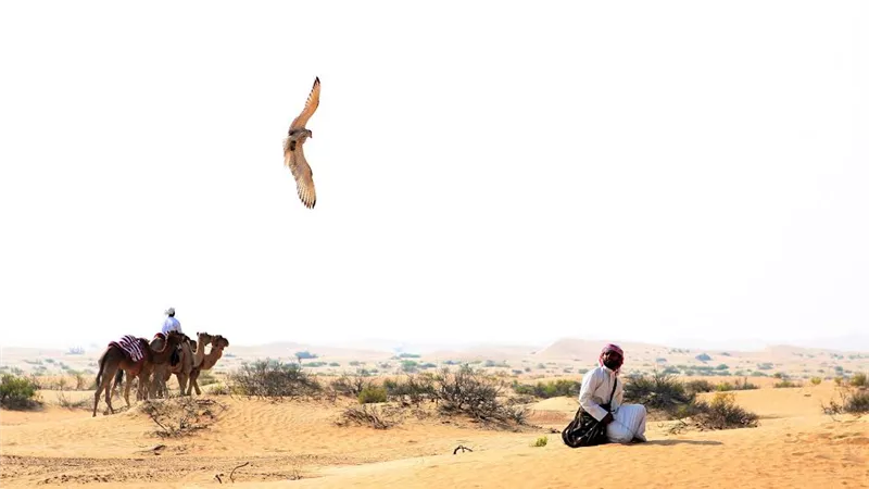 مسابقة أفضل أدوات الصقارة لرحلات القنص في معرض أبوظبي للصيد