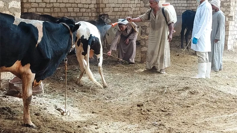 حملات لمكافحة طفيليات الحيوانات استعدادا لعيد الأضحى بالأقصر