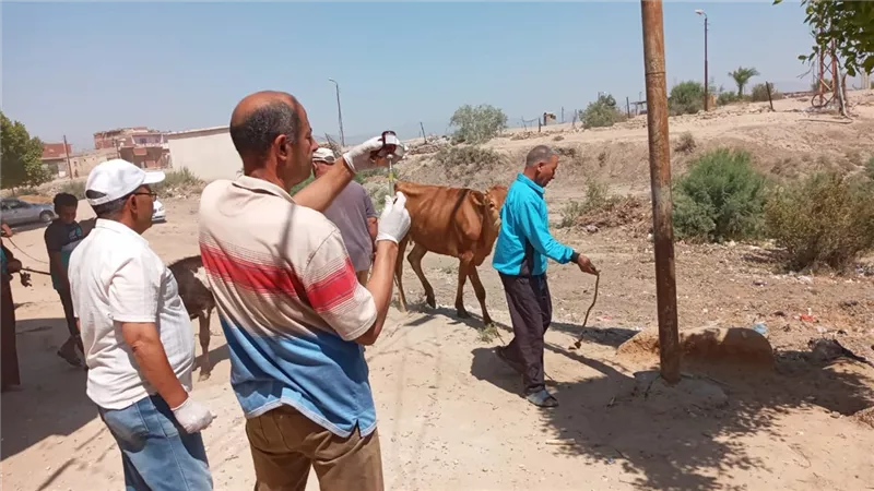 استمرار القوافل البيطرية لعلاج الماشية بالإسماعيلية