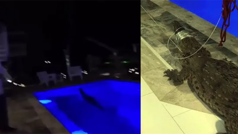 مفاجأة 