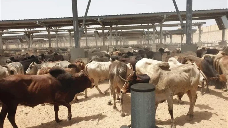 الكيلو بـ 170 جنيهاً.. التموين توفر اللحوم في منافذها قبل عيد الأضحى