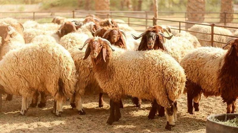 الأضاحي تبحث عن زبائن.. الخروف بـ8 آلاف جنيه والعجل بـ80