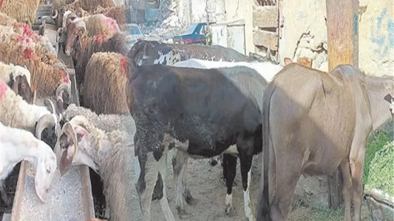 خراف العيد.. تبحث عن زبائن!!