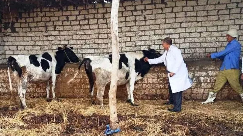قافلة بيطرية من جامعة الزقازيق لعلاج الثروة الحيوانية