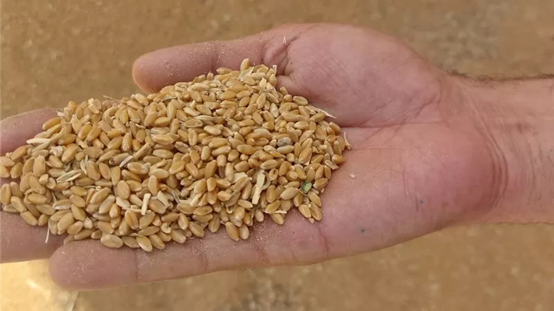 محافظ أسيوط : ضبط ٨٥٢ طن قمح محلي قبل بيعها في السوق السوداء