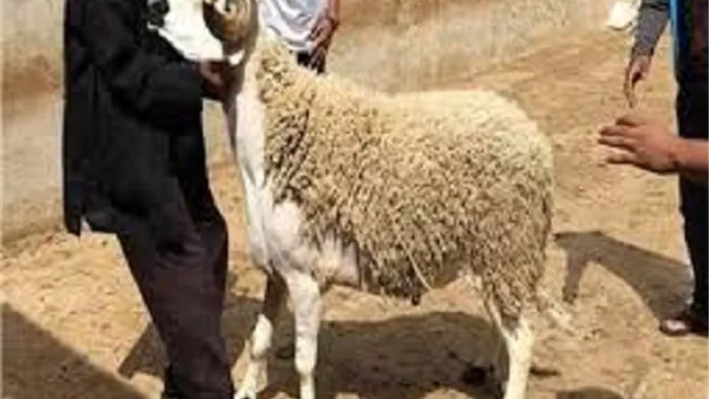 العلماء يُجيزوا توزيع الاضحية كاملة ويؤكدوا على الامر الاكمل فيها