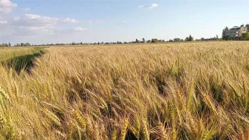٢٩٨ألف ٩٤٥طن توريد محصول القمح بكفر الشيخ