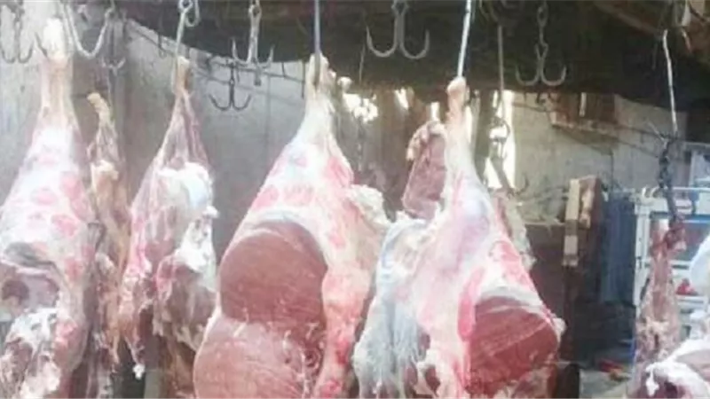 زيادة أعداد الأطباء البيطريين والعاملين بالمجازر..لمواجهة الأقبال