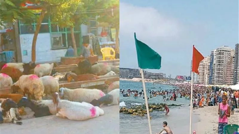 ضوابط شوادر بيع الأضاحي بالشوارع.. والغلق 60يوما للمحلات المخالفة