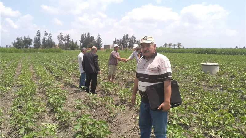 زراعة الاسماعيلية تنظم يوما حقليا لمزارعي القطن في جلبانة..صور