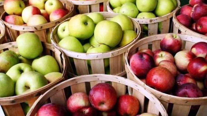 تفاحة في اليوم تحميك من الأمراض: الفوائد الصحية لتناول التفاح