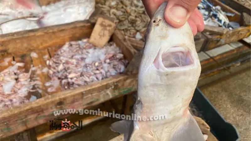 ظهور أسماك القرش في اسواق المنصورة والكيلو بـ60 جنية