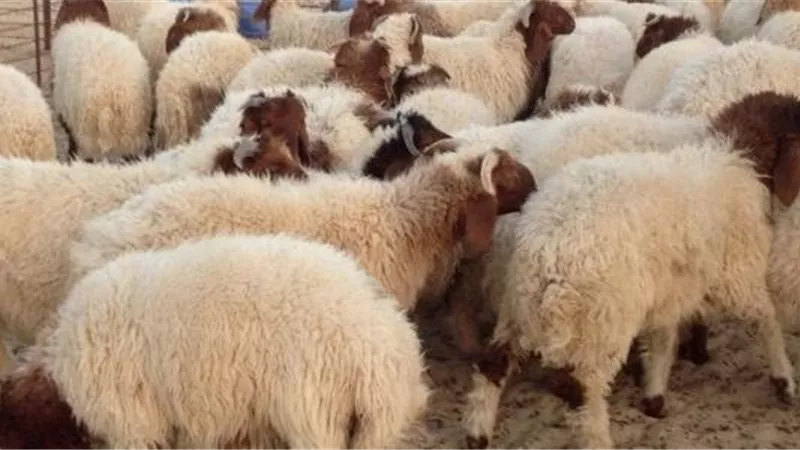 فهم خاطئ يقع فيه العامة يُحمل من اراد الاضحية موانع لم تُشرع له