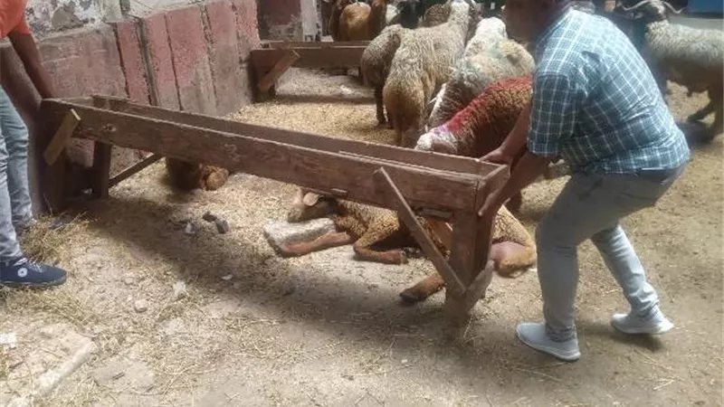 حملات مكبرة بأحياء الاسكندريه لمنع إقامة الشوادر والذبح بالشوارع
