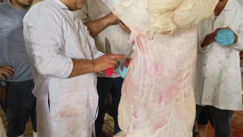 خراف بلدى بـ163 الكيلو.. وذبح 200 رأس ماشية يومياً بالبحر الأحمر