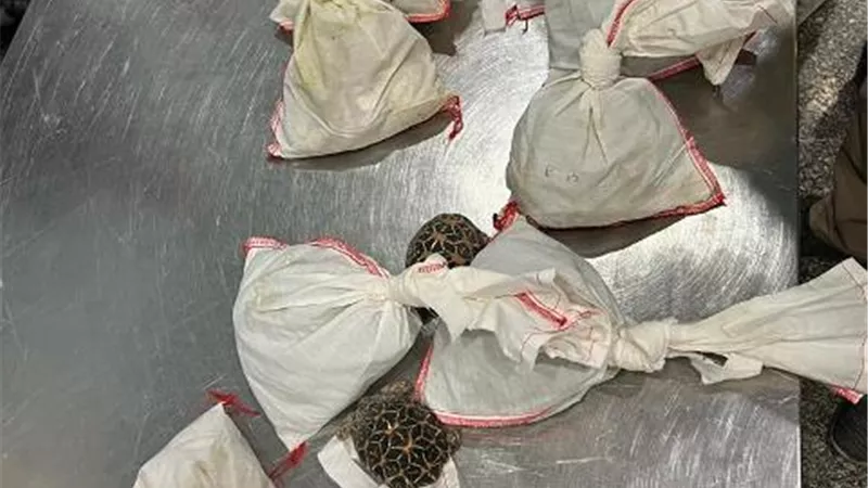 جمارك المطار تضبط راكب حاول تهريب ٧٣ ثعبان